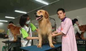 广东有哪些技工学校有宠物护理专业