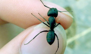 蚂蚁是胎生还是卵生动物 蚂蚁怎么繁殖后代